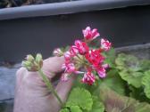 Parduodu pelargonijas - nuotraukos Nr. 2