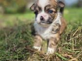 Chihuahua - nuotraukos Nr. 5
