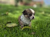 Chihuahua - nuotraukos Nr. 16