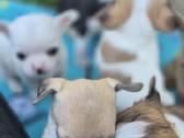 Chihuahua - nuotraukos Nr. 18