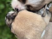 Chihuahua - nuotraukos Nr. 20