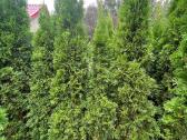 Tujų išpardavimas - didelės nuolaidos - nuotraukos Nr. 8