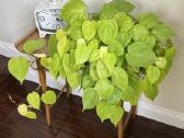 Philodendron Scandens 'Lemon Lime' - nuotraukos Nr. 6