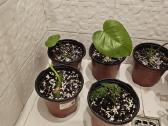 Monstera deliciosa ir adansonii - nuotraukos Nr. 3