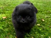 Mini pomeranijos špiciukės - nuotraukos Nr. 2