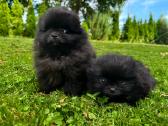 Mini pomeranijos špiciukės - nuotraukos Nr. 3