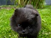Mini pomeranijos špiciukės - nuotraukos Nr. 4