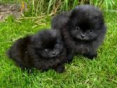 Mini pomeranijos špiciukės - nuotraukos Nr. 5