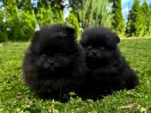 Mini pomeranijos špiciukės - nuotraukos Nr. 6