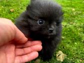 Mini pomeranijos špiciukės - nuotraukos Nr. 7