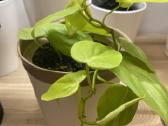 Philodendron Scandens 'Lemon Lime' - nuotraukos Nr. 4