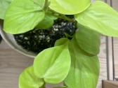 Philodendron Scandens 'Lemon Lime' - nuotraukos Nr. 5