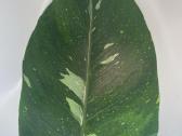 Philodendron White Wizard - nuotraukos Nr. 2