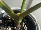 Philodendron White Wizard - nuotraukos Nr. 3