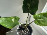 Philodendron White Wizard - nuotraukos Nr. 4