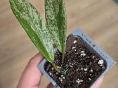 Hoya - vaškuolės - nuotraukos Nr. 3