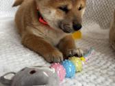 Shiba - nuotraukos Nr. 7