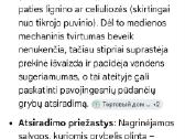 Medienos pamėlynavimas - nuotraukos Nr. 7