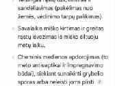 Medienos pamėlynavimas - nuotraukos Nr. 8
