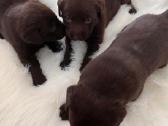Parduodami Labradoro retriveriai. - nuotraukos Nr. 3