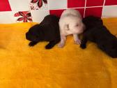 Rezervuojami Šokaladiniai Labradoro retriveriai. - nuotraukos Nr. 3