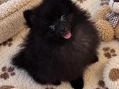 Vokiečiu nykštukiniai špicai pomeranian - nuotraukos Nr. 4