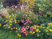 Daugiametės gėlės piliarožės, eleboras,rudbekija, - nuotraukos Nr. 13