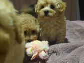 Maltipoo - nuotraukos Nr. 2