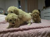 Maltipoo - nuotraukos Nr. 3