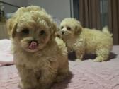 Maltipoo - nuotraukos Nr. 4