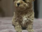 Maltipoo - nuotraukos Nr. 5