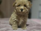 Maltipoo - nuotraukos Nr. 6