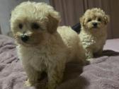 Maltipoo - nuotraukos Nr. 7