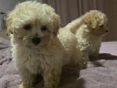 Maltipoo - nuotraukos Nr. 8