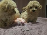 Maltipoo - nuotraukos Nr. 9