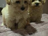 Maltipoo - nuotraukos Nr. 10
