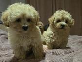 Maltipoo - nuotraukos Nr. 11