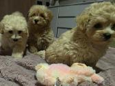 Maltipoo - nuotraukos Nr. 12