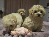 Maltipoo - nuotraukos Nr. 13