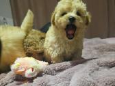 Maltipoo - nuotraukos Nr. 14