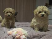 Maltipoo - nuotraukos Nr. 15