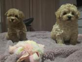 Maltipoo - nuotraukos Nr. 16