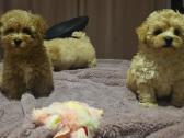 Maltipoo - nuotraukos Nr. 17