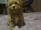 Maltipoo - nuotraukos Nr. 18