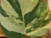 Monstera deliciosa Aurea, visas augalas - nuotraukos Nr. 2