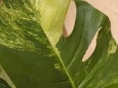 Monstera deliciosa Aurea, visas augalas - nuotraukos Nr. 3