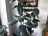 Stambialapis fikusas - nuotraukos Nr. 2