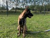 Belgu aviganis malinua 4 menesiu - nuotraukos Nr. 6
