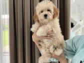 Maltipoo - nuotraukos Nr. 2