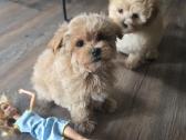 Maltipoo - nuotraukos Nr. 19